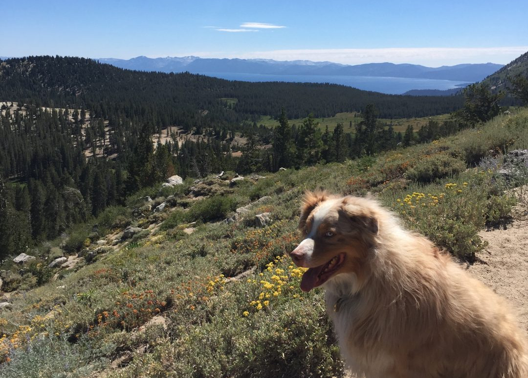 The Dog Ranch | The Best Dog Retirement Home in the West.